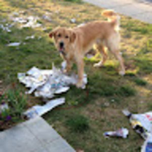 Meet your Posher, Torey